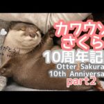 カワウソさくらの10歳を記念して10年間を振り返ってみた！２ Let’s take a look back to celebrate Sakura the otter 10th birthday! 2(YouTube)