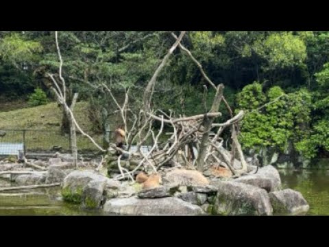 雨上がり？ライブ‼️(YouTube)