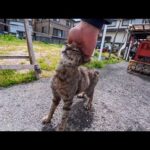開店まだ？干物屋を催促する猫…撫でたら甘えが止まらない港町の癒し時間🐱(YouTube)