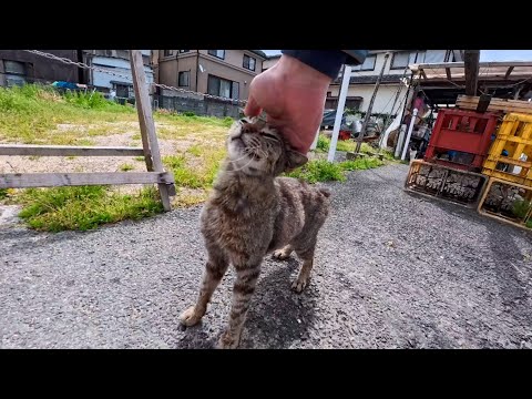 開店まだ？干物屋を催促する猫…撫でたら甘えが止まらない港町の癒し時間🐱(YouTube)