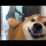 子猫の初シャワーで、柴犬がまさかの展開で笑わせてくれました(YouTube)