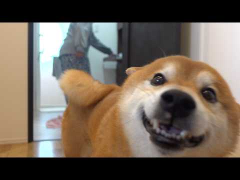 子猫の初シャワーで、柴犬がまさかの展開で笑わせてくれました(YouTube)