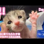 祝！ 産まれて2週間  ゴミ箱に棄てられた子猫 キンちゃん  Day14  2026 04 29 1(YouTube)