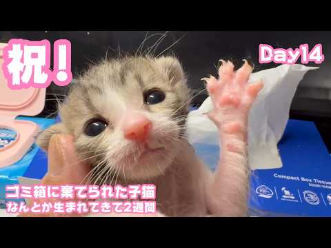 祝！ 産まれて2週間  ゴミ箱に棄てられた子猫 キンちゃん  Day14  2026 04 29 1(YouTube)