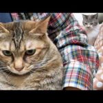 羨ましかったり、文句言ったり、パッチンの音に合わせて鳴いたりと8匹猫の爪切りはとても賑やかです…笑(YouTube)