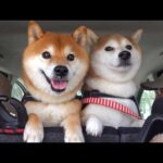 突然やってきた実家の柴犬に…柴犬妹の様子がおかしい。(YouTube)