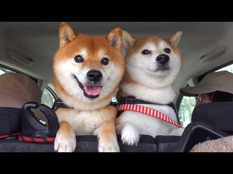 突然やってきた実家の柴犬に…柴犬妹の様子がおかしい。(YouTube)