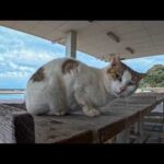 久しぶりに家の近所の漁港に行くと猫がモフられに寄ってきて楽しい(YouTube)