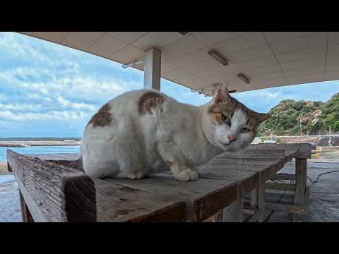 久しぶりに家の近所の漁港に行くと猫がモフられに寄ってきて楽しい(YouTube)