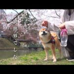 柴犬がやる気出ないので、異世界に連れていきました。(YouTube)