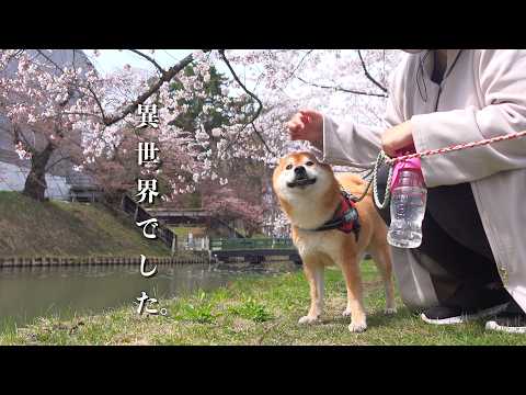 柴犬がやる気出ないので、異世界に連れていきました。(YouTube)