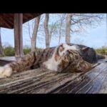 ナデたらまさかの展開…公園の猫に導かれて東屋へ連れて行かれた話が癒しすぎた(YouTube)