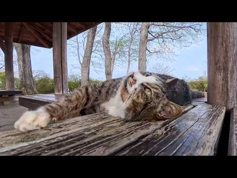 ナデたらまさかの展開…公園の猫に導かれて東屋へ連れて行かれた話が癒しすぎた(YouTube)