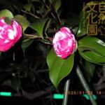 井の頭自然文化園 花ごよみ動画 ツバキの開花(YouTube)