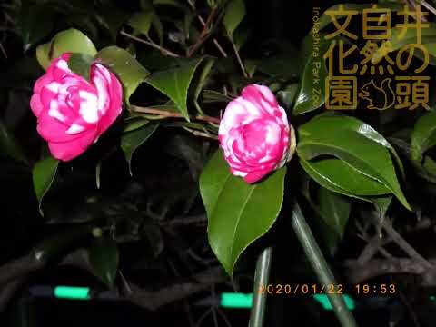 井の頭自然文化園 花ごよみ動画 ツバキの開花(YouTube)