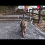 山の神社へ続く階段を登ると猫が駆け下りてお出迎え…まさかの神対応に癒された🐾(YouTube)