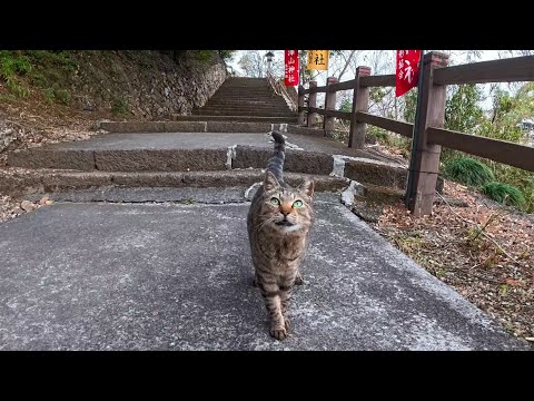 山の神社へ続く階段を登ると猫が駆け下りてお出迎え…まさかの神対応に癒された🐾(YouTube)