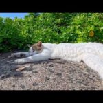 防波堤の上で並んで寝ていた猫達をナデナデしてきた(YouTube)