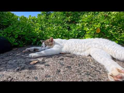 防波堤の上で並んで寝ていた猫達をナデナデしてきた(YouTube)