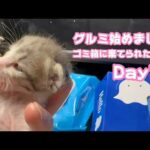 グルーミング始めたニャン  ゴミ箱に棄てられた子猫 キンちゃん Day15  2026 04 30 1(YouTube)