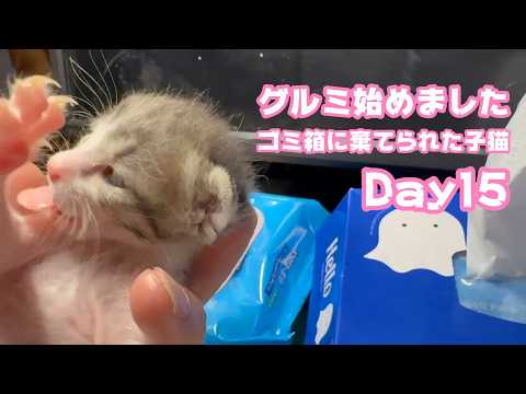 グルーミング始めたニャン  ゴミ箱に棄てられた子猫 キンちゃん Day15  2026 04 30 1(YouTube)