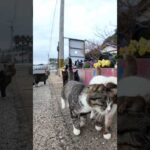 帰りのフェリーに乗るために渡船場に向かったら港の猫達が全力で集まってきた(YouTube)