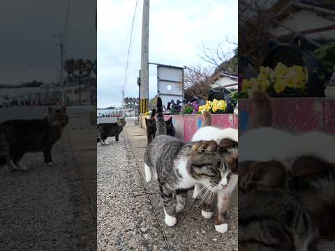 帰りのフェリーに乗るために渡船場に向かったら港の猫達が全力で集まってきた(YouTube)