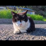 【今週の感動猫動画 2026/4/3w】今週撮った未公開猫動画まとめて公開-unreleased video of this week(YouTube)