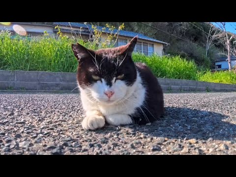 【今週の感動猫動画 2026/4/3w】今週撮った未公開猫動画まとめて公開-unreleased video of this week(YouTube)