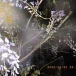 井の頭自然文化園 花ごよみ動画 臨時休園中のようす──フジの開花(YouTube)