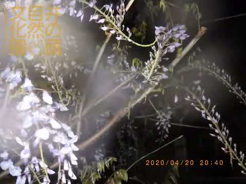 井の頭自然文化園 花ごよみ動画 臨時休園中のようす──フジの開花(YouTube)