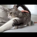 珍しく寝坊したのに気づいた猫の反応が可愛すぎましたw(YouTube)