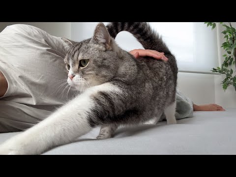 珍しく寝坊したのに気づいた猫の反応が可愛すぎましたw(YouTube)