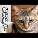 【猫たちと過ごす夜】就寝時間が迫ると慌てて動き出す猫が可愛すぎます(YouTube)