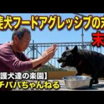 【甲斐犬】瑞稀 vs ポチパパ　フードアタック最終戦！(YouTube)