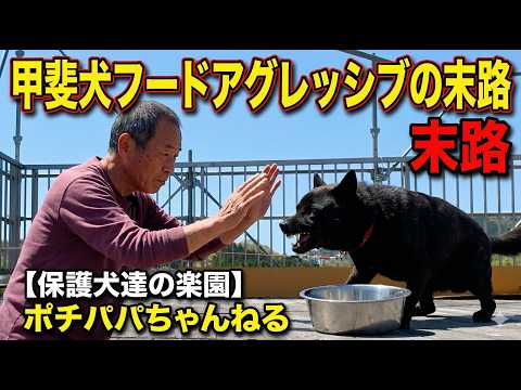 【甲斐犬】瑞稀 vs ポチパパ　フードアタック最終戦！(YouTube)