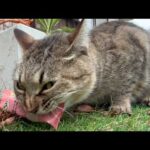 昔から油断したらやる猫(YouTube)