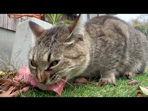 昔から油断したらやる猫(YouTube)