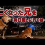 「死」がわからない悪性癌のムサシは、ハルオに会いたい一心で、保護施設に通い続ける中…(YouTube)