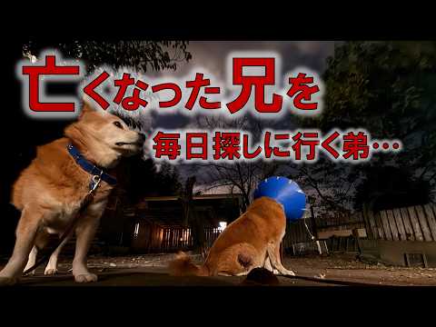 「死」がわからない悪性癌のムサシは、ハルオに会いたい一心で、保護施設に通い続ける中…(YouTube)