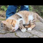 丸っこいキジシロ猫が足の前に立ちはだかって「帰らないで！」と訴えてきた(YouTube)