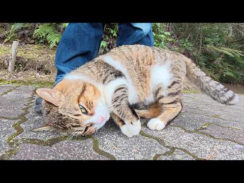 丸っこいキジシロ猫が足の前に立ちはだかって「帰らないで！」と訴えてきた(YouTube)