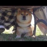 楽しい花見のはずが、柴犬の様子がおかしい。。(YouTube)