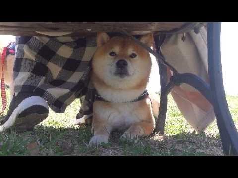 楽しい花見のはずが、柴犬の様子がおかしい。。(YouTube)