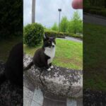 猫との触れ合いタイムをカラスに邪魔された #猫 #ねこ #cat(YouTube)