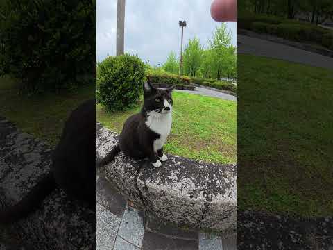 猫との触れ合いタイムをカラスに邪魔された #猫 #ねこ #cat(YouTube)