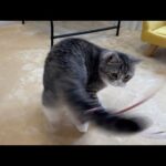 しっぽにおもちゃが絡み付いて大慌てな猫がこうなっちゃいました、、(YouTube)