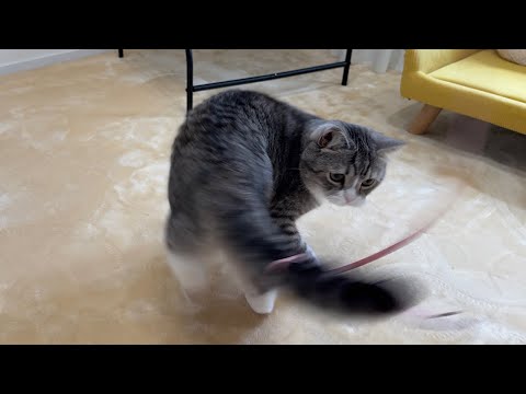 しっぽにおもちゃが絡み付いて大慌てな猫がこうなっちゃいました、、(YouTube)