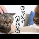 飼い主に甘えたい末っ子猫に順番を譲ってあげる姉猫たちが優しすぎます(YouTube)
