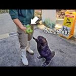 立ち上がって両手を広げるビーバーが可愛すぎた！一生懸命なおねだりの様子🦫【菜の花】(YouTube)